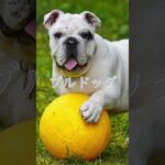 しつけの難しい犬種3選　#shorts 　ペットリフォームならセラフ榎本　愛犬家住宅　愛猫家住宅　埼玉県　東京都　神奈川県　犬種