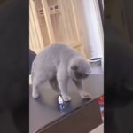 How to train cats!/猫のしつけ方!  #shorts #猫