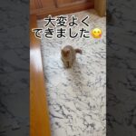 猫にしつけ Training a cat #shorts#cat#猫
