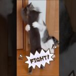 にゃんずのしつけ？あそび？　#和風桶猫喫茶出身 #保護猫 #cat