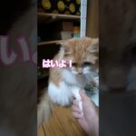 【ねこちゃんのしつけ】 #cat #ねこ #catlover #instagram #cats #tiktok #YouTube#お手#ペットしつけ#おかわり #保護猫