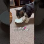子猫のしつけ。猫は怒るよりコレが効く！#cat #cute #猫のしつけ
