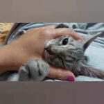 【保護猫】ねるにしつけられた結果#shorts