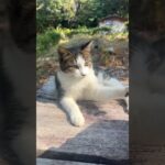 先輩猫さんのしつけ　#shorts