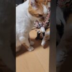 母猫代理として妹猫に｢しつけ｣をする・・癒しのゆず兄ちゃん#shorts #cat