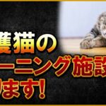 保護猫の施設を作ります!