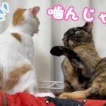 先住猫が子猫にしつけをしていました…！