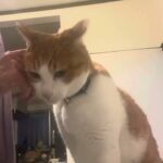 きょんちゃん先生の動物のしつけ、ワンポイントアドバイス❗️