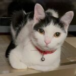 子猫のしつけを頑張るこまちゃん(ง •̀_•́)ง