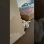 猫￼にしつけ