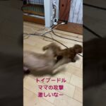 #トイプードル #仔犬 #母犬#しつけ#トレーニング#愛知県 #一宮市 #猫カフェ #ねこじゃらし#可愛い