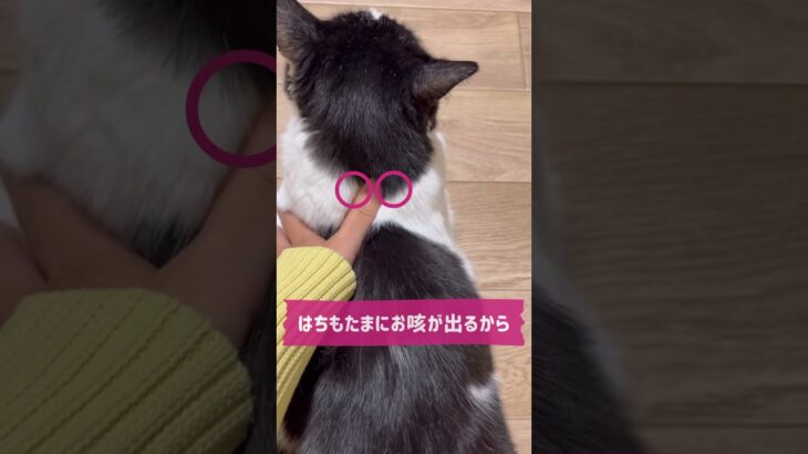 東洋医学的☝️犬猫さん🐾秋にやってあげたいマッサージ#犬のいる暮らし #猫のいる暮らし #犬 #猫 #犬のしつけ