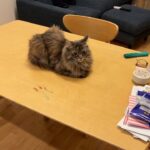 机のド真ん中でおすわりしてしまう猫さんが謎すぎました