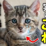 猫のしつけで絶対にしてダメなこと20選