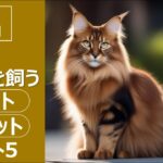 人気の猫 魅力解剖！ソマリを飼うメリット・デメリットベスト5