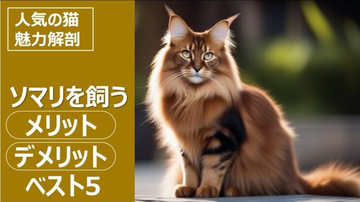 人気の猫 魅力解剖！ソマリを飼うメリット・デメリットベスト5