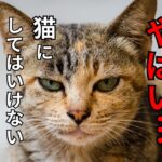 【猫を飼う人必見】猫のしつけで絶対にしてダメなこと7選