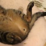 My Cat From Hell 26 / 猫寝