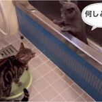 子猫のしつけに試行錯誤したら、こんなに楽しくなりました！#cat #猫 #先住猫と新入り子猫 #アメショー #ロシアンブルー