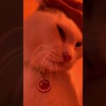 目覚まし怪獣現る！！！しつけ〜んだなぁ。　#cat #可愛い猫 #三毛猫 #funny #猫のいる暮らし #猫動画