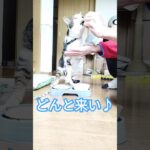 『お手・お代わり・待て・伏せ』だけは出来ます🙀　#cat #しつけ #shorts #作法 　