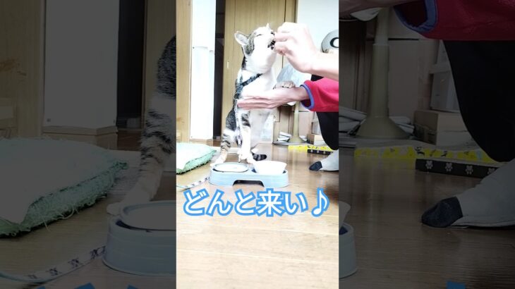 『お手・お代わり・待て・伏せ』だけは出来ます🙀　#cat #しつけ #shorts #作法 　