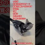 【猫動画】つむぎ、お座りマスターしました。#cat #ショート #shorts #しつけ #つむぎ