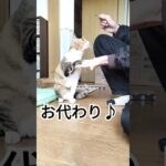 楽しく美味しく健康的にイタダキマス😸 #cat #shorts #しつけ #ルーティン 　