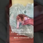 猫しつけに効果的なおもちゃを活用 #shorts #猫 #しつけ #おもちゃ