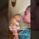 猫しつけの第一歩“名前で呼びかけ”#shorts #猫 #しつけ #名前