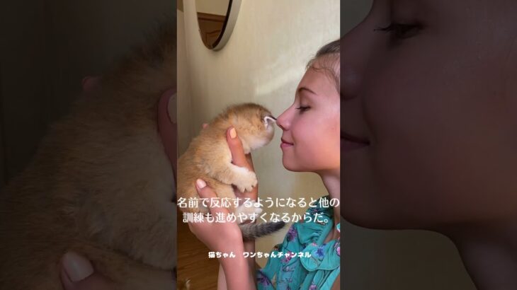 猫しつけの第一歩“名前で呼びかけ”#shorts #猫 #しつけ #名前
