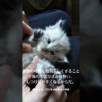 猫しつけの食事時間がポイント #shorts #猫 #しつけ #食事