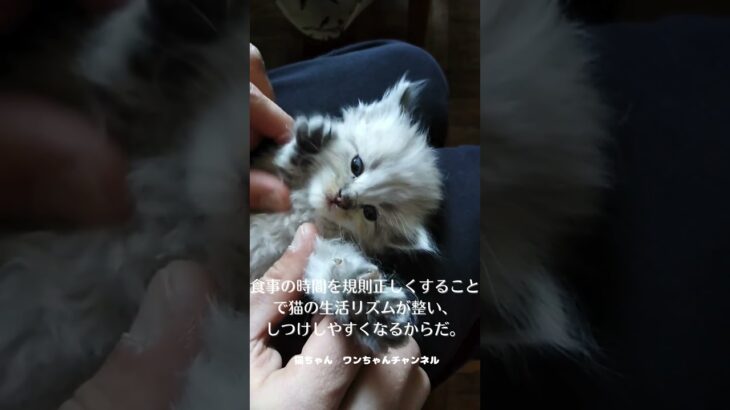 猫しつけの食事時間がポイント #shorts #猫 #しつけ #食事