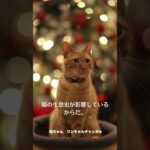 猫の夜の習性、無理せず尊重を #shorts　#猫の習性#猫の生態#猫の生活#猫好き必見#ペット習性
