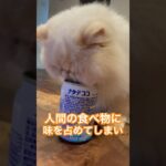 後ろ姿がタヌキなネコ #猫 #これでも猫 #ドラえもん #しつけ