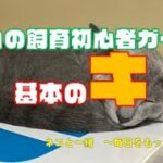ネコの飼育初心者ガイド：基本のキ