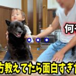 初めて甲斐犬のしつけ方法教えてたら・・・笑【甲斐犬一休と猫のしずく】