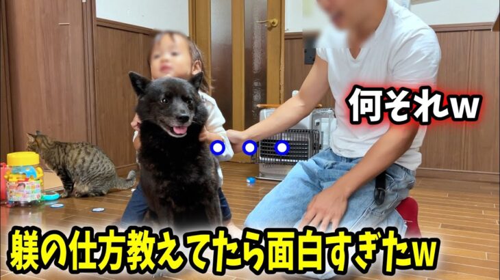 初めて甲斐犬のしつけ方法教えてたら・・・笑【甲斐犬一休と猫のしずく】