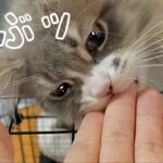 愛猫達が【お手】が出来るか？検証してみた件について。【猫のしつけ】