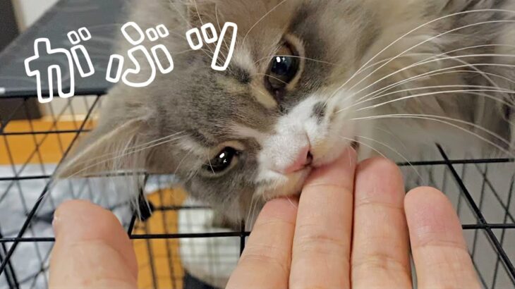 愛猫達が【お手】が出来るか？検証してみた件について。【猫のしつけ】