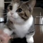 🐶犬のようにしつけが出来る猫！！
