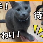 お手・おすわり・待てが出来るロシアンブルーとキジトラ猫