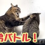 姉弟のバトル勃発！姉のしつけ？弟猫が可愛いすぎた
