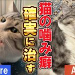 【猫に噛まれる人必見‼】猫が噛む理由と噛み癖を治す方法解説