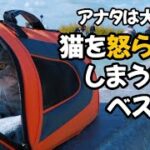 アナタは大丈夫？猫を怒らせてしまう行動ベスト10