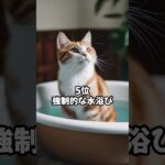 アナタは大丈夫？猫を怒らせてしまう行動ベスト10 コンプリート #shorts