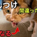 猫のしつけで絶対ダメなこと11選