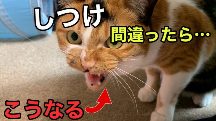 猫のしつけで絶対ダメなこと11選