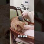 【ネコノネタ】すぐにアナタの虜・・猫が喜ぶことベスト20 その11～20 #shorts