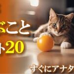 【ネコノネタ】すぐにアナタの虜・・猫が喜ぶことベスト20